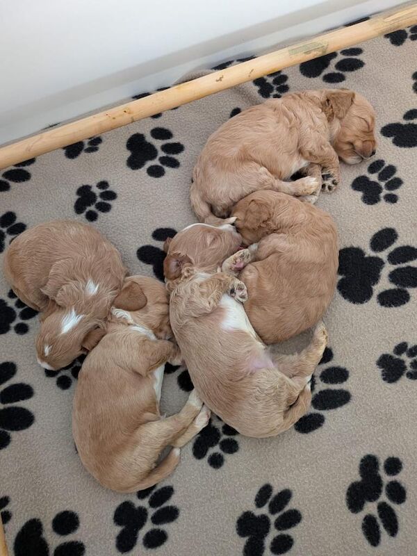 ⭐️ Stunning F1b toy cockapoo’s ⭐️