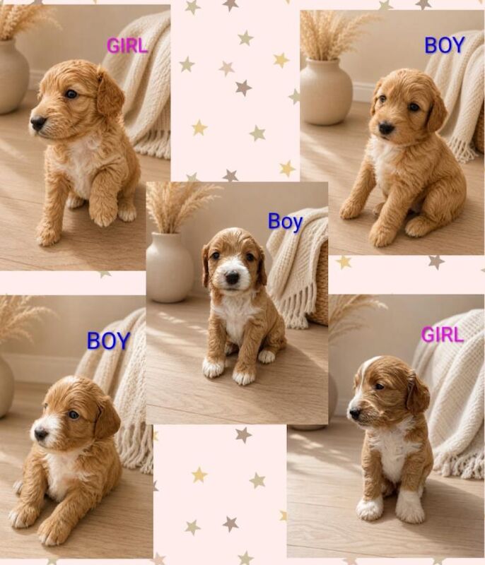 ⭐️ Stunning F1b toy cockapoo’s ⭐️ - Image 2 of 6