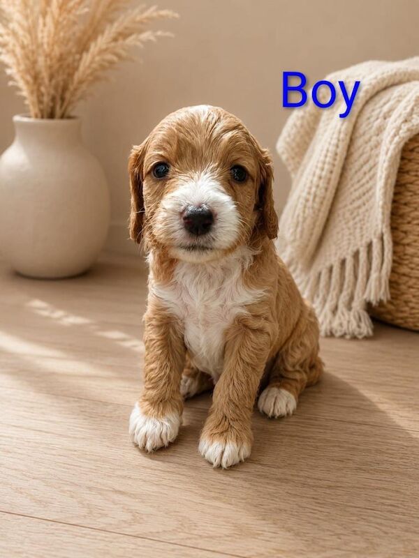 ⭐️ Stunning F1b toy cockapoo’s ⭐️ - Image 4 of 6