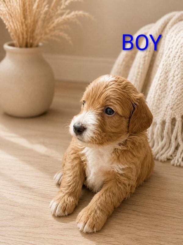 ⭐️ Stunning F1b toy cockapoo’s ⭐️ - Image 6 of 6