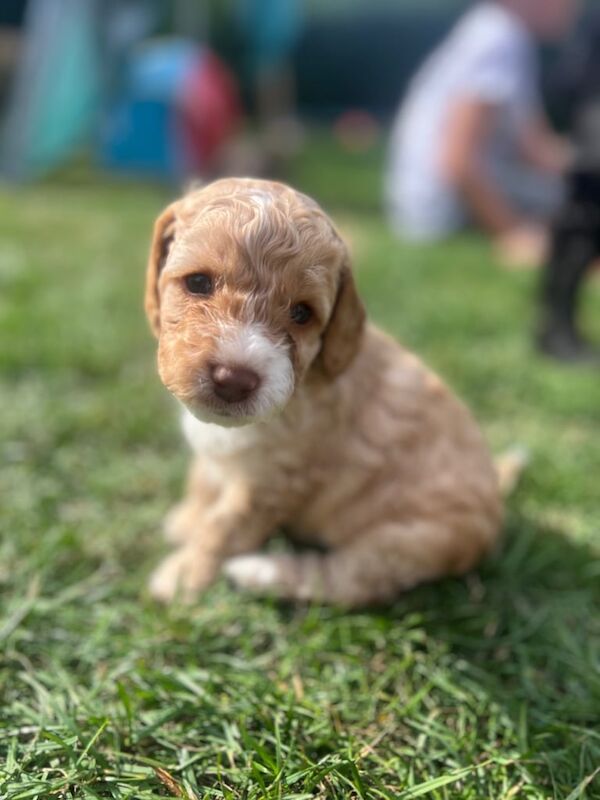 Cockapoo puppies for sale in Chard, Somerset – 5 weeks old