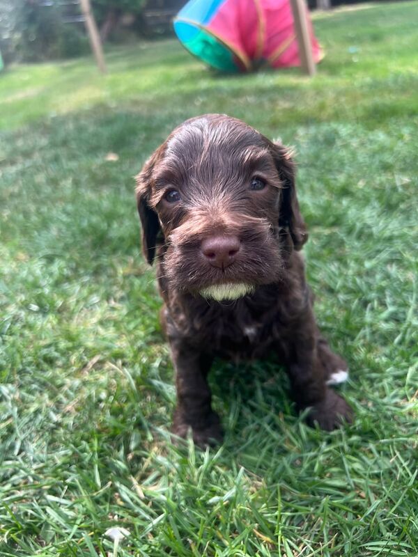 Cockapoo puppies for sale in Chard, Somerset – 5 weeks old - Image 2 of 3