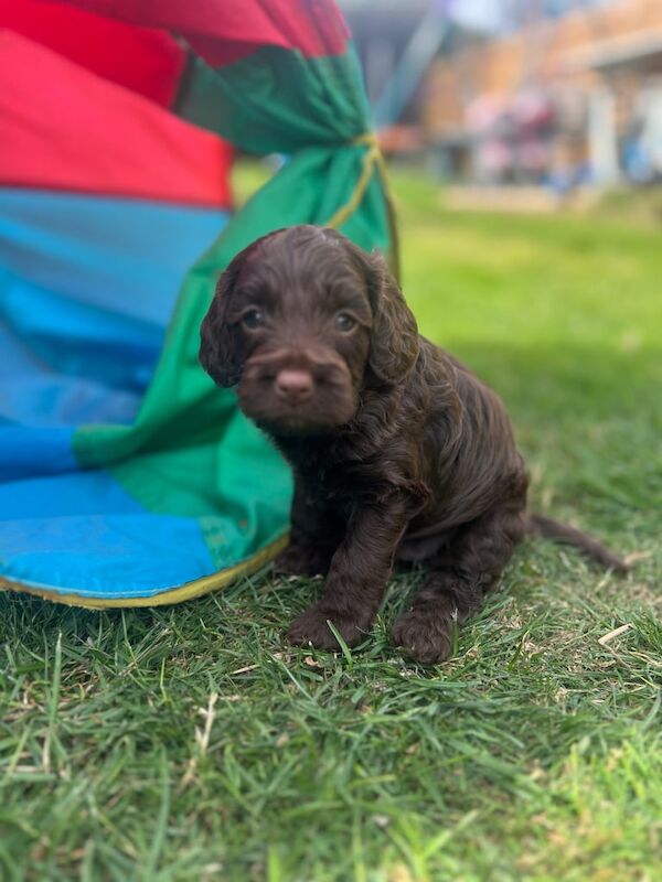 Cockapoo puppies for sale in Chard, Somerset – 5 weeks old - Image 3 of 3