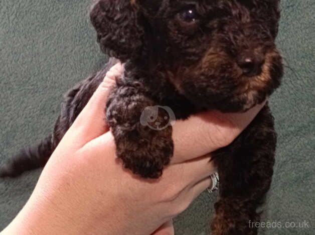 Cockapoo puppies for sale in Pontefract, West Yorkshire – 1 year old - Image 1 of 5