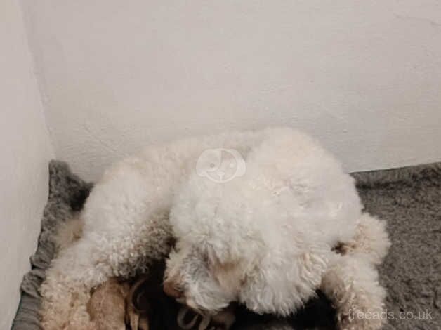 Cockapoo puppies for sale in Pontefract, West Yorkshire – 1 year old - Image 2 of 5