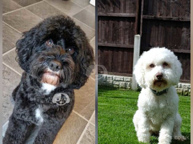 Cockapoo puppies for sale in Pontefract, West Yorkshire – 1 year old - Image 3 of 5