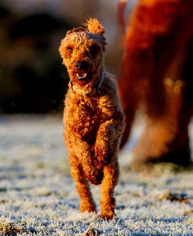 Stunning Health Tested F1 Cockapoo puppies - Image 3 of 3