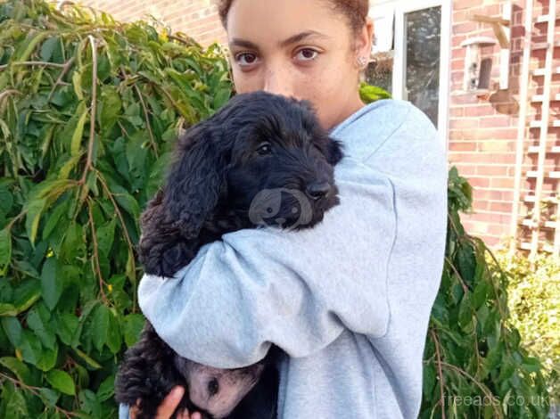 Cockapoo puppies for sale in Lowestoft, Suffolk – 10 months old - Image 1 of 5