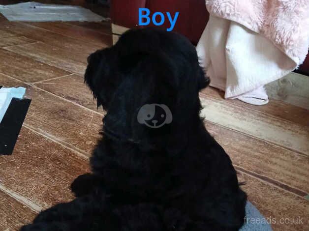Cockapoo puppies for sale in Lowestoft, Suffolk – 10 months old - Image 2 of 5