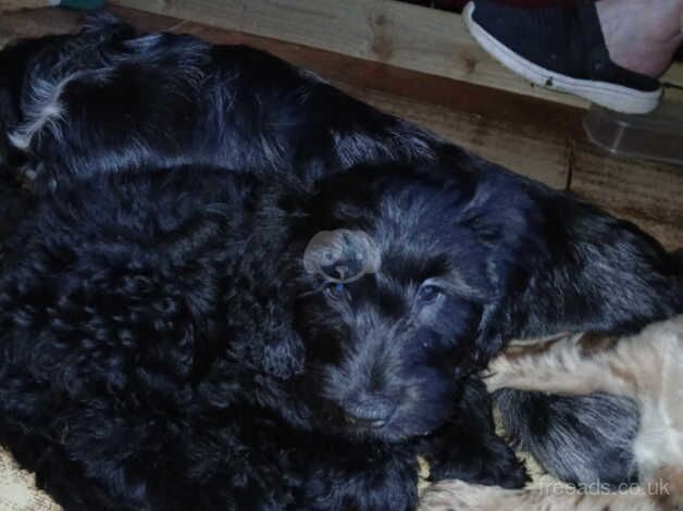 Cockapoo puppies for sale in Lowestoft, Suffolk – 10 months old - Image 3 of 5