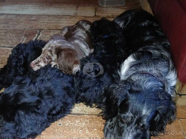 Cockapoo puppies for sale in Lowestoft, Suffolk – 10 months old - Image 4 of 5