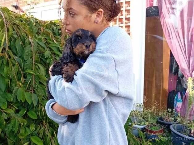 Cockapoo puppies for sale in Lowestoft, Suffolk – 10 months old - Image 5 of 5