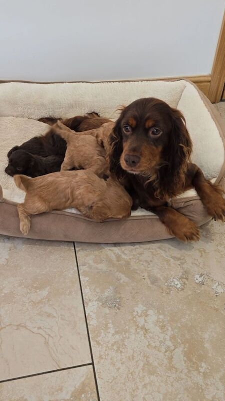 Cockapoo puppies for sale in Chatham, Kent – 7 weeks old