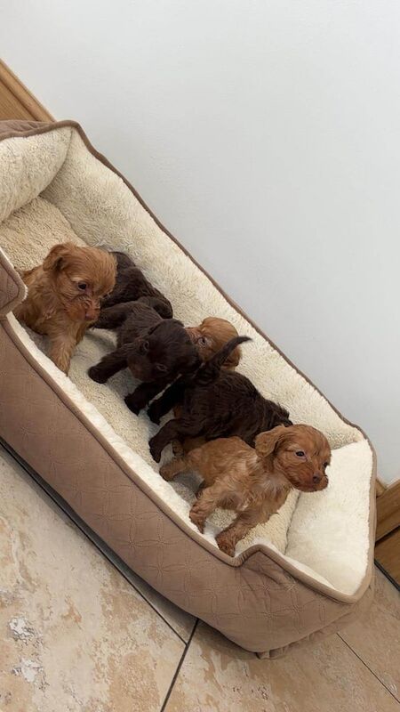 Cockapoo puppies for sale in Chatham, Kent – 7 weeks old - Image 2 of 6