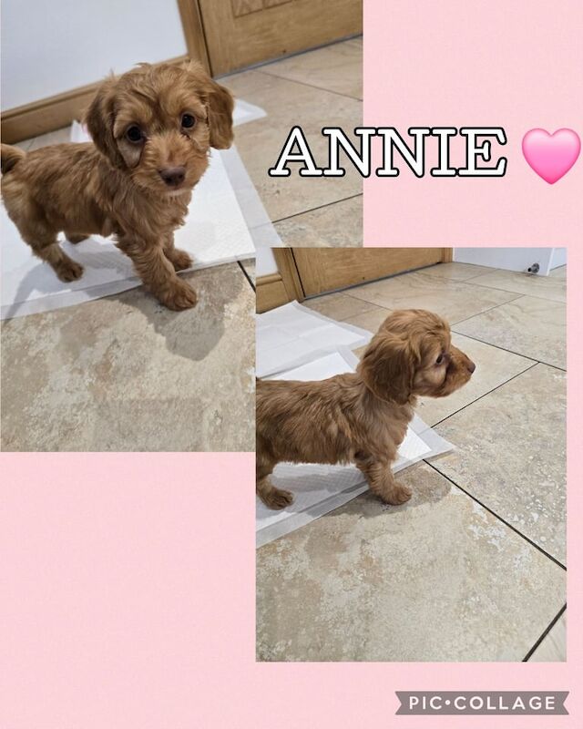 Cockapoo puppies for sale in Chatham, Kent – 7 weeks old - Image 3 of 6