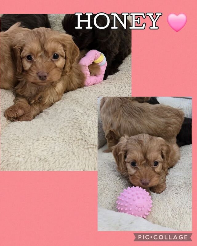 Cockapoo puppies for sale in Chatham, Kent – 7 weeks old - Image 4 of 6
