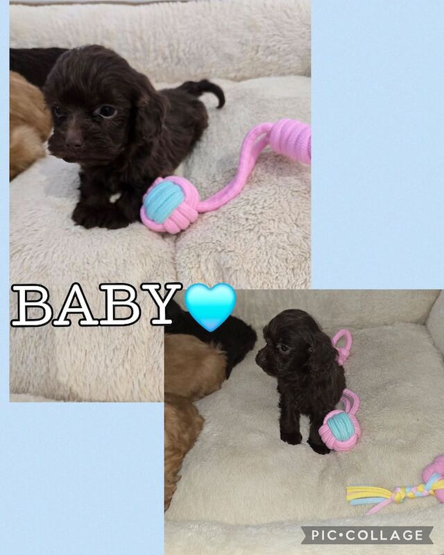 Cockapoo puppies for sale in Chatham, Kent – 7 weeks old - Image 5 of 6