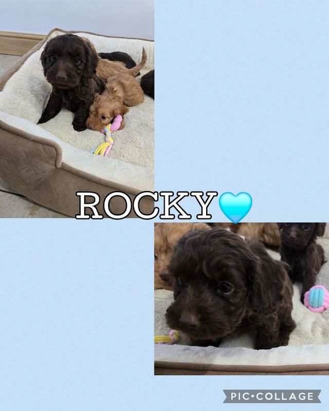 Cockapoo puppies for sale in Chatham, Kent – 7 weeks old - Image 6 of 6