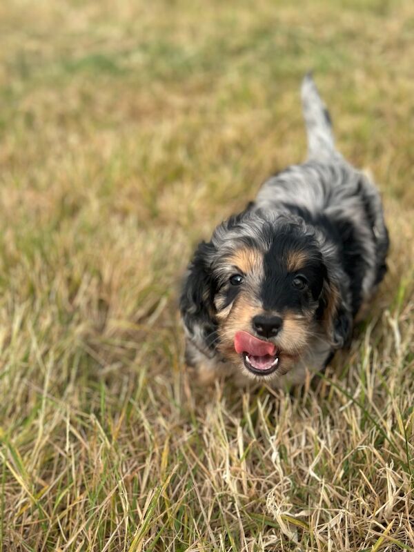 Stunning litter of cockapoo puppies