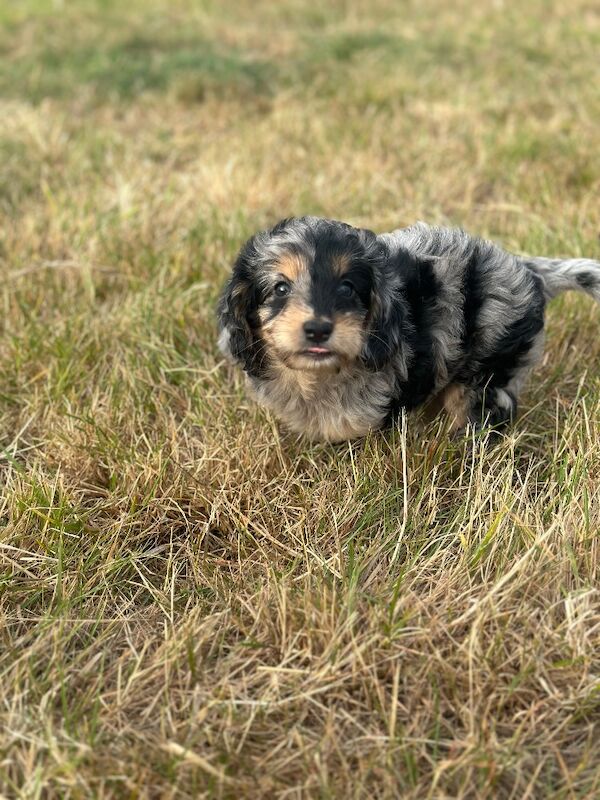 Stunning litter of cockapoo puppies - Image 2 of 8