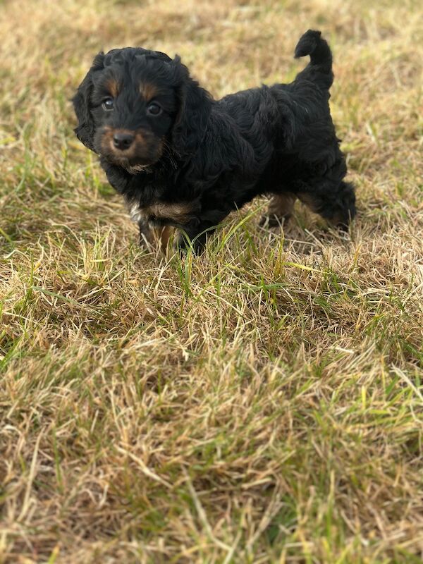 Stunning litter of cockapoo puppies - Image 3 of 8