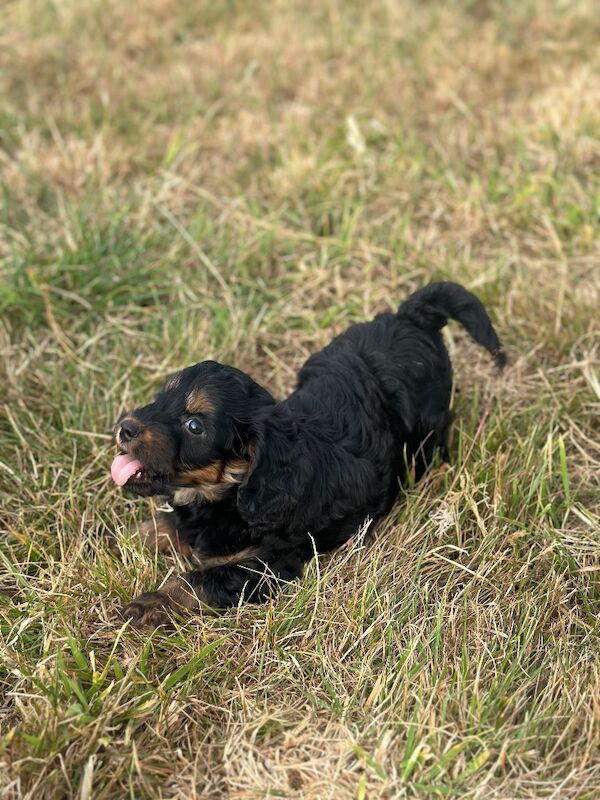 Stunning litter of cockapoo puppies - Image 4 of 8