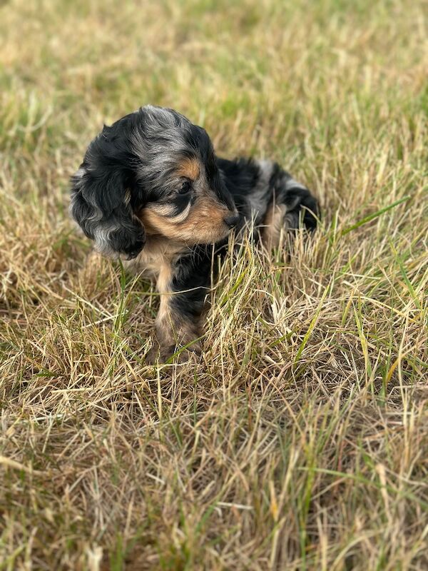 Stunning litter of cockapoo puppies - Image 5 of 8