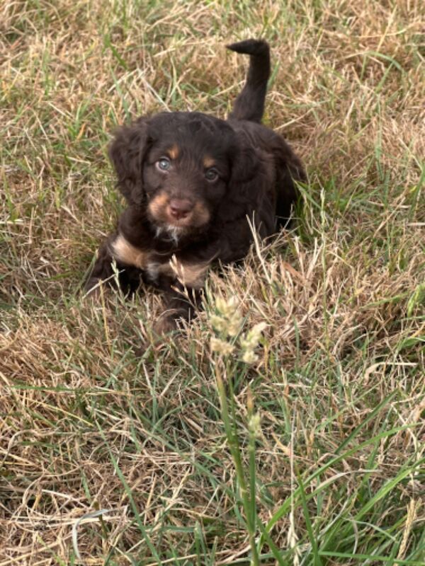 Stunning litter of cockapoo puppies - Image 6 of 8