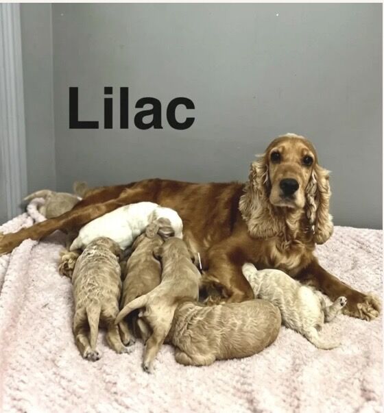 Stunning litter of cockapoos born on 12th May 