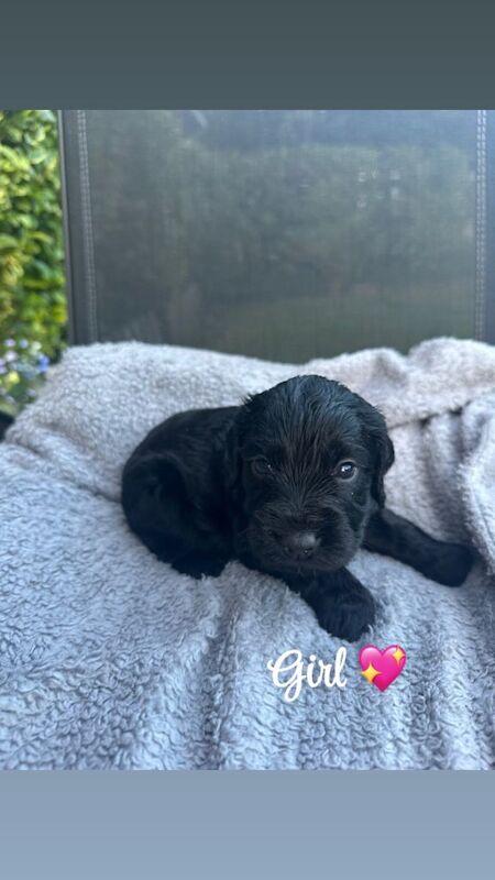 Stunning Litter of Cockerpoo puppies