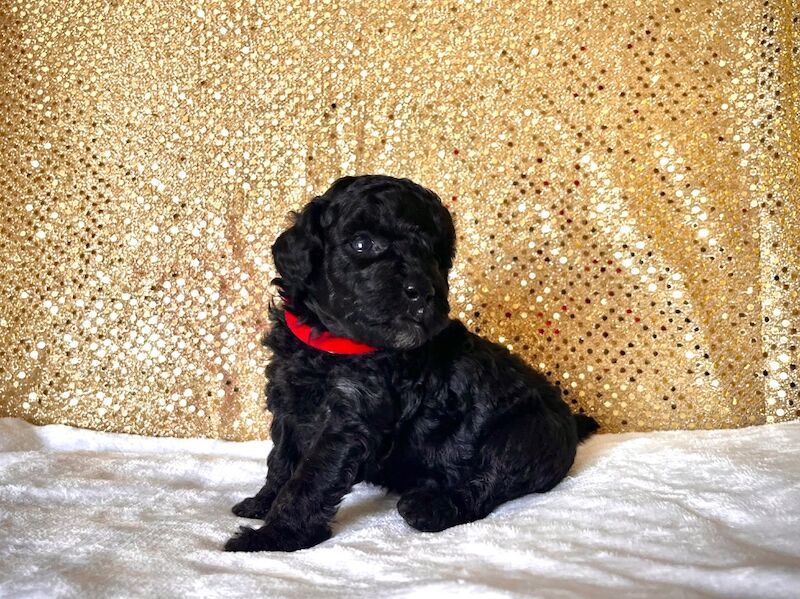 Stunning Mini Poodles Champion Lines, DNA Clear