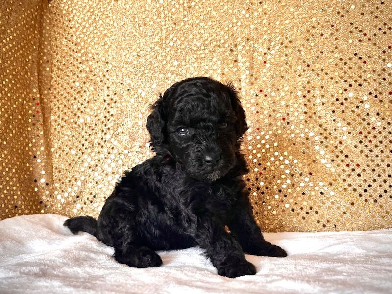 Stunning Mini Poodles Champion Lines, DNA Clear - Image 2 of 15