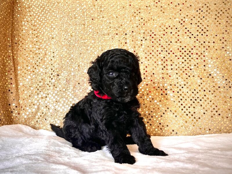 Stunning Mini Poodles Champion Lines, DNA Clear - Image 3 of 15