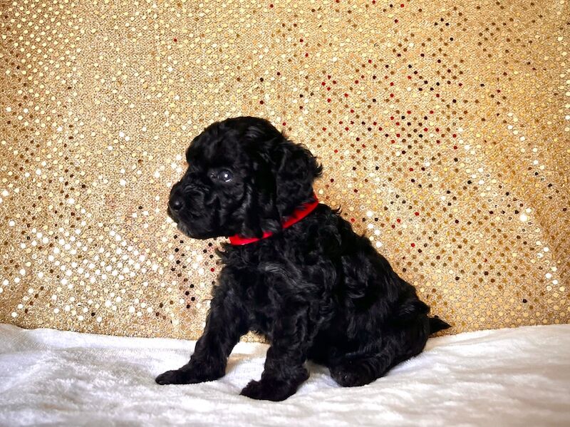 Stunning Mini Poodles Champion Lines, DNA Clear - Image 4 of 15
