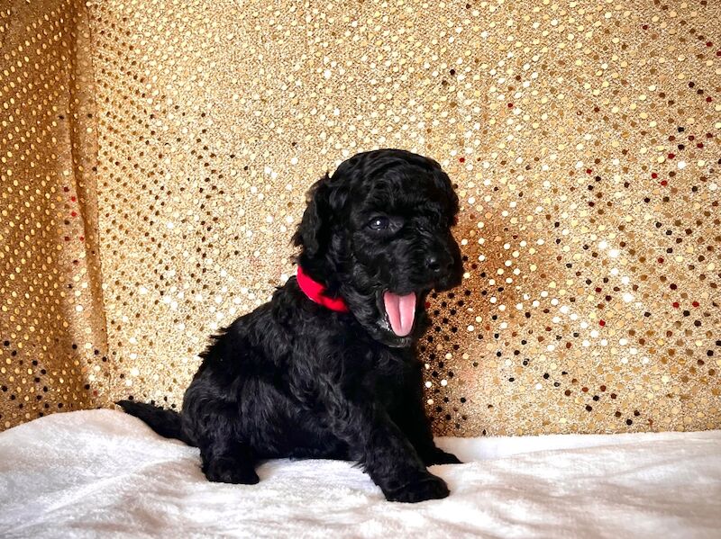 Stunning Mini Poodles Champion Lines, DNA Clear - Image 5 of 15