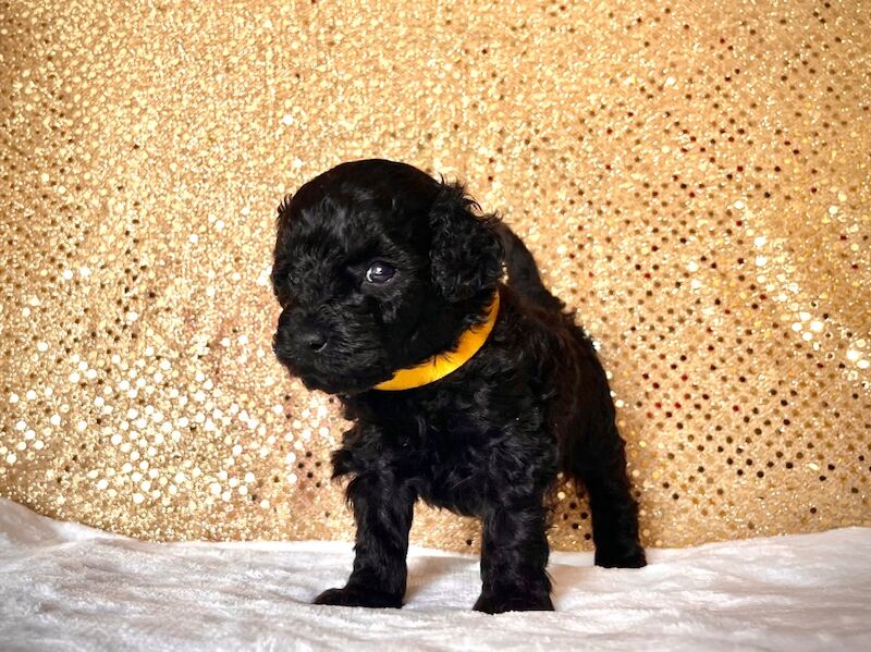 Stunning Mini Poodles Champion Lines, DNA Clear - Image 6 of 15