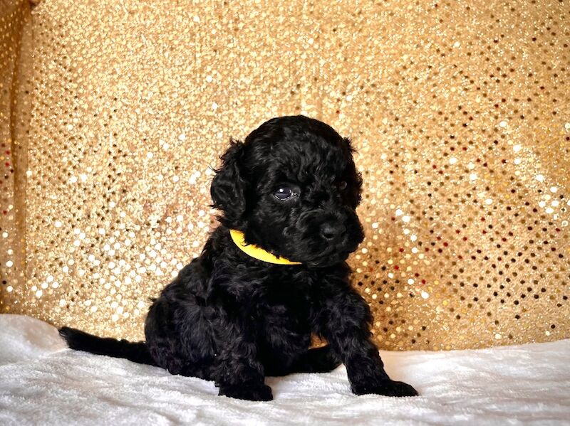 Stunning Mini Poodles Champion Lines, DNA Clear - Image 7 of 15