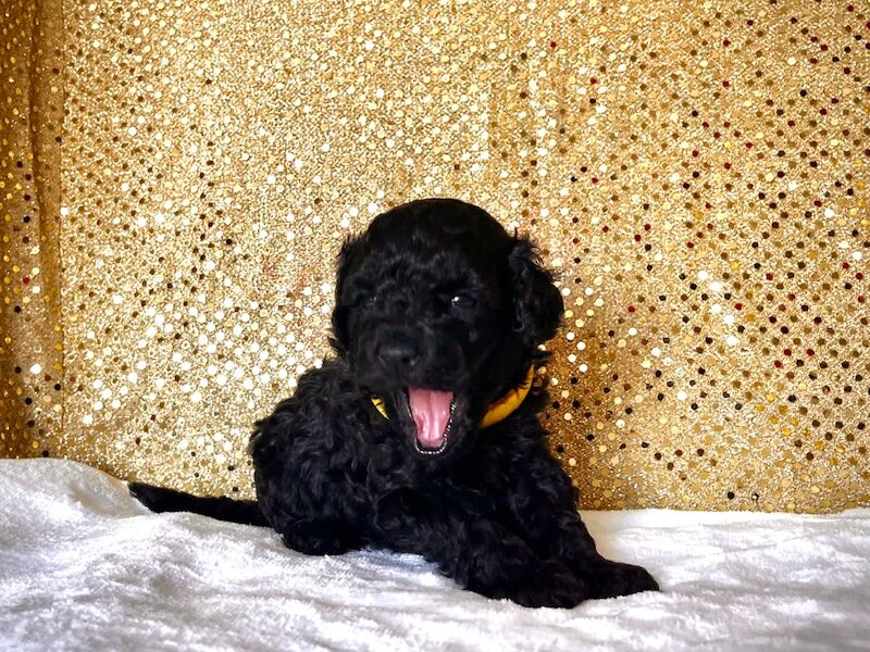 Stunning Mini Poodles Champion Lines, DNA Clear - Image 8 of 15