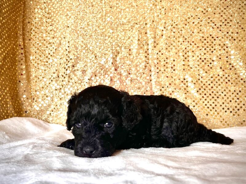 Stunning Mini Poodles Champion Lines, DNA Clear - Image 9 of 15