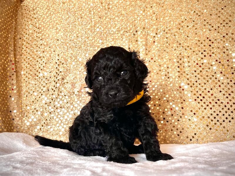 Stunning Mini Poodles Champion Lines, DNA Clear - Image 10 of 15