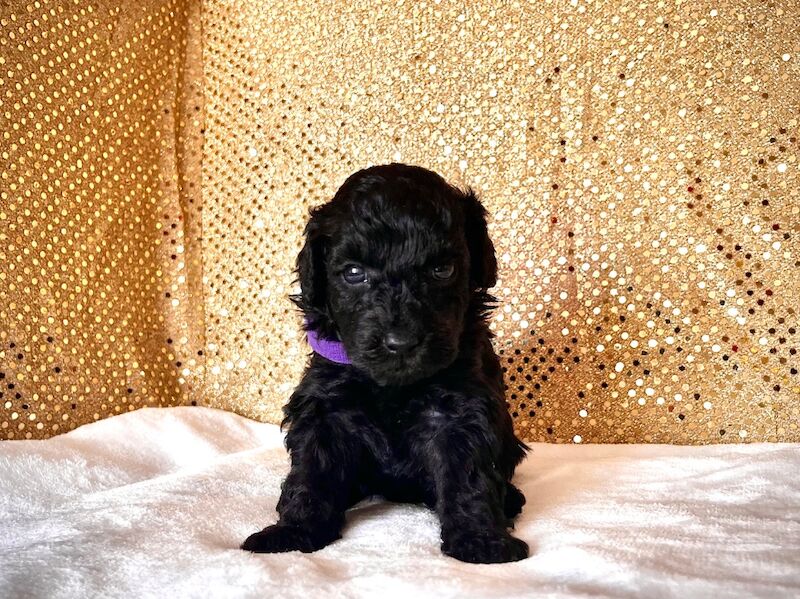 Stunning Mini Poodles Champion Lines, DNA Clear - Image 11 of 15