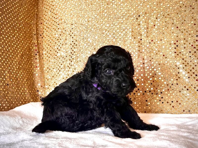 Stunning Mini Poodles Champion Lines, DNA Clear - Image 12 of 15