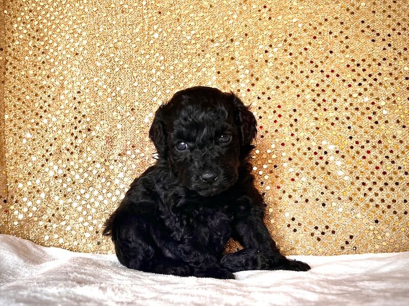 Stunning Mini Poodles Champion Lines, DNA Clear - Image 13 of 15