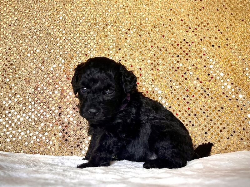 Stunning Mini Poodles Champion Lines, DNA Clear - Image 14 of 15