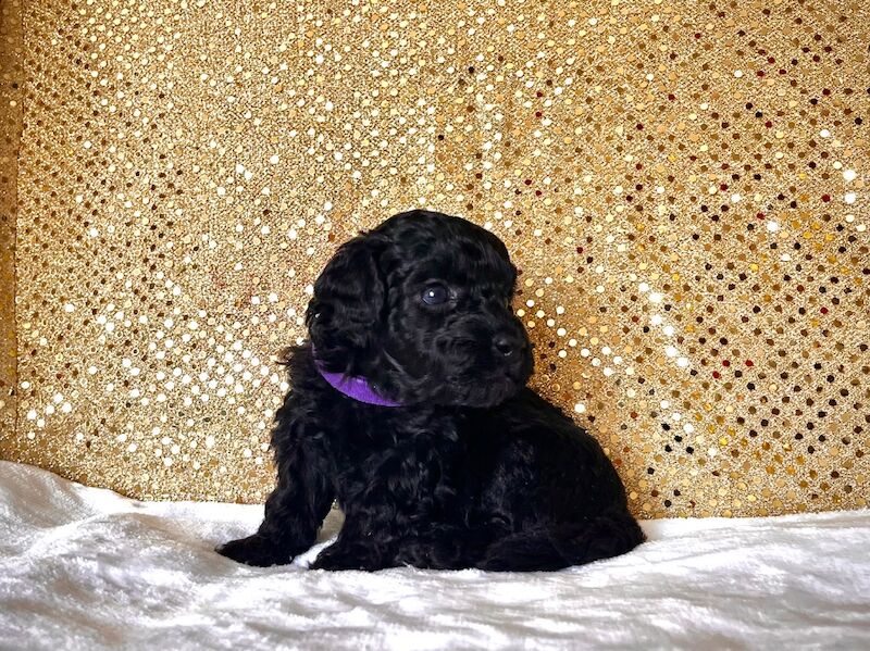 Stunning Mini Poodles Champion Lines, DNA Clear - Image 15 of 15