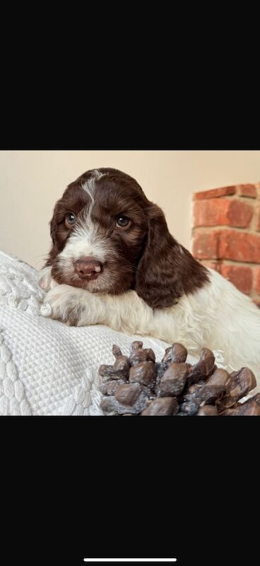 Cockapoo puppies for sale in Leicestershire – 10 weeks old