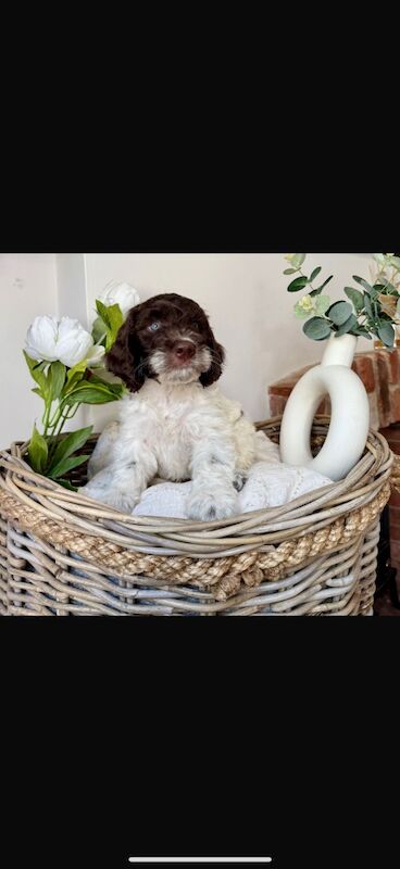 Cockapoo puppies for sale in Leicestershire – 10 weeks old - Image 2 of 15