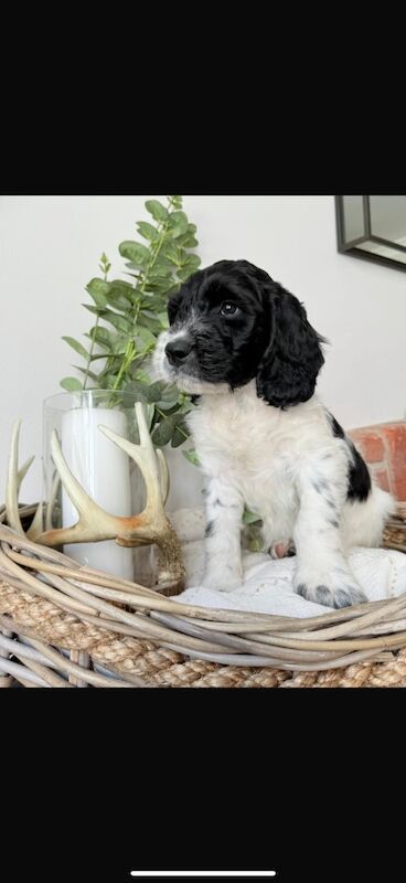 Cockapoo puppies for sale in Leicestershire – 10 weeks old - Image 3 of 15