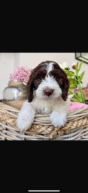Cockapoo puppies for sale in Leicestershire – 10 weeks old - Image 4 of 15