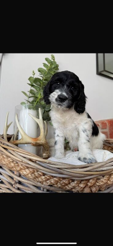 Cockapoo puppies for sale in Leicestershire – 10 weeks old - Image 5 of 15